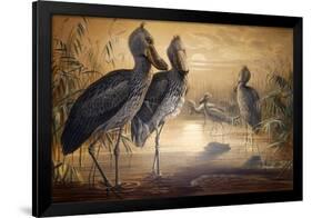 Shoebilled Stork, 1861-Joseph Wolf-Framed Giclee Print