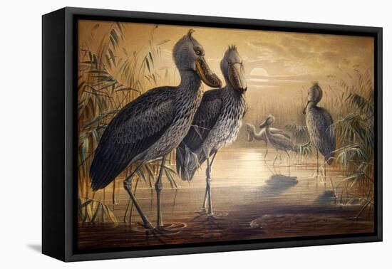 Shoebilled Stork, 1861-Joseph Wolf-Framed Stretched Canvas