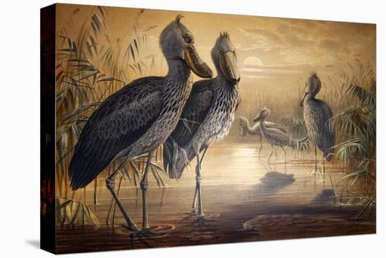 Shoebilled Stork, 1861-Joseph Wolf-Stretched Canvas