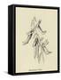 Shoebootia Utilis-Edward Lear-Framed Stretched Canvas