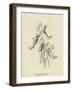 Shoebootia Utilis-Edward Lear-Framed Giclee Print