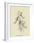 Shoebootia Utilis-Edward Lear-Framed Giclee Print