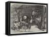 Shoeing a Bullock in India-null-Framed Stretched Canvas