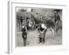 Shoeing (Hooving) a Donkey at a Farm in Deal-null-Framed Art Print