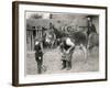 Shoeing (Hooving) a Donkey at a Farm in Deal-null-Framed Art Print