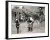 Shoeing (Hooving) a Donkey at a Farm in Deal-null-Framed Art Print