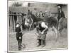 Shoeing (Hooving) a Donkey at a Farm in Deal-null-Mounted Art Print