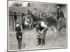 Shoeing (Hooving) a Donkey at a Farm in Deal-null-Mounted Art Print