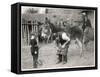 Shoeing (Hooving) a Donkey at a Farm in Deal-null-Framed Stretched Canvas