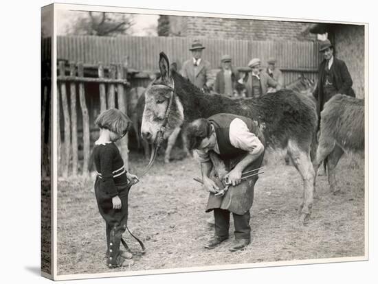 Shoeing (Hooving) a Donkey at a Farm in Deal-null-Stretched Canvas