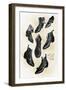 Shoes, 1902-1903-Andre & Sleigh-Framed Giclee Print