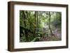 Shola Forest Interior, Eravikulam National Park, Kerala, India, Asia-Balan Madhavan-Framed Photographic Print