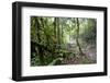 Shola Forest Interior, Eravikulam National Park, Kerala, India, Asia-Balan Madhavan-Framed Photographic Print