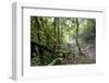 Shola Forest Interior, Eravikulam National Park, Kerala, India, Asia-Balan Madhavan-Framed Photographic Print