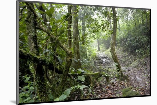Shola Forest Interior, Eravikulam National Park, Kerala, India, Asia-Balan Madhavan-Mounted Photographic Print
