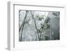 Shola Forest Interior in Mist, Eravikulam National Park, Kerala, India, Asia-Balan Madhavan-Framed Photographic Print