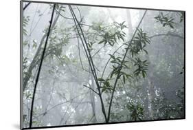 Shola Forest Interior in Mist, Eravikulam National Park, Kerala, India, Asia-Balan Madhavan-Mounted Photographic Print