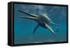 Shonisaurus Was a Genus of Ichthyosaur from the Triassic Period-null-Framed Stretched Canvas