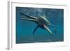 Shonisaurus Was a Genus of Ichthyosaur from the Triassic Period-null-Framed Art Print