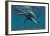 Shonisaurus Was a Genus of Ichthyosaur from the Triassic Period-null-Framed Art Print