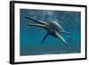 Shonisaurus Was a Genus of Ichthyosaur from the Triassic Period-null-Framed Art Print