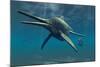 Shonisaurus Was a Genus of Ichthyosaur from the Triassic Period-null-Mounted Art Print