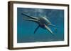 Shonisaurus Was a Genus of Ichthyosaur from the Triassic Period-null-Framed Art Print