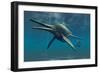 Shonisaurus Was a Genus of Ichthyosaur from the Triassic Period-null-Framed Art Print