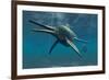 Shonisaurus Was a Genus of Ichthyosaur from the Triassic Period-null-Framed Art Print