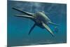 Shonisaurus Was a Genus of Ichthyosaur from the Triassic Period-null-Mounted Art Print