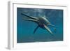 Shonisaurus Was a Genus of Ichthyosaur from the Triassic Period-null-Framed Premium Giclee Print