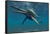 Shonisaurus Was a Genus of Ichthyosaur from the Triassic Period-null-Framed Stretched Canvas