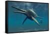 Shonisaurus Was a Genus of Ichthyosaur from the Triassic Period-null-Framed Stretched Canvas