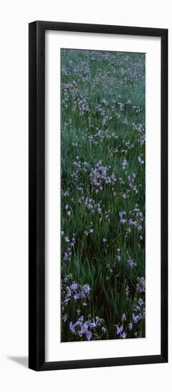 Shooting Star Flowers in a Field, Crane Flat, Yosemite National Park-null-Framed Premium Photographic Print