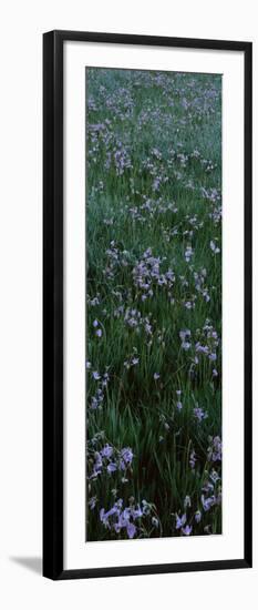 Shooting Star Flowers in a Field, Crane Flat, Yosemite National Park-null-Framed Photographic Print