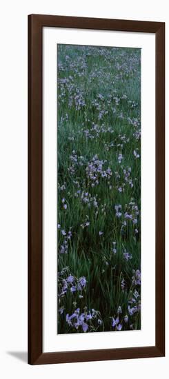 Shooting Star Flowers in a Field, Crane Flat, Yosemite National Park-null-Framed Photographic Print