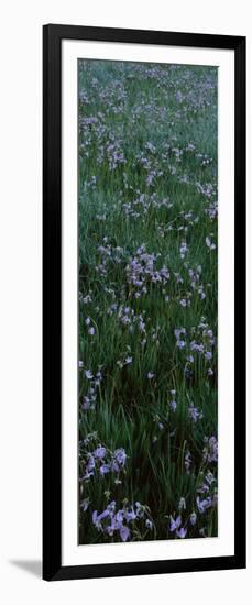Shooting Star Flowers in a Field, Crane Flat, Yosemite National Park-null-Framed Photographic Print