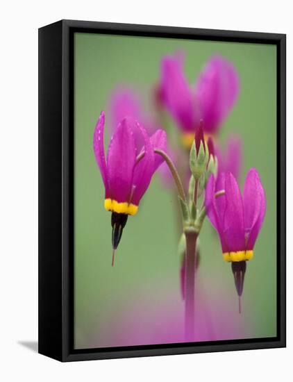 Shooting Star in Columbia Gorge, Oregon, USA-Darrell Gulin-Framed Stretched Canvas