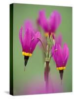 Shooting Star in Columbia Gorge, Oregon, USA-Darrell Gulin-Stretched Canvas