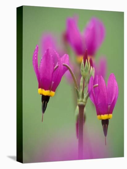 Shooting Star in Columbia Gorge, Oregon, USA-Darrell Gulin-Stretched Canvas