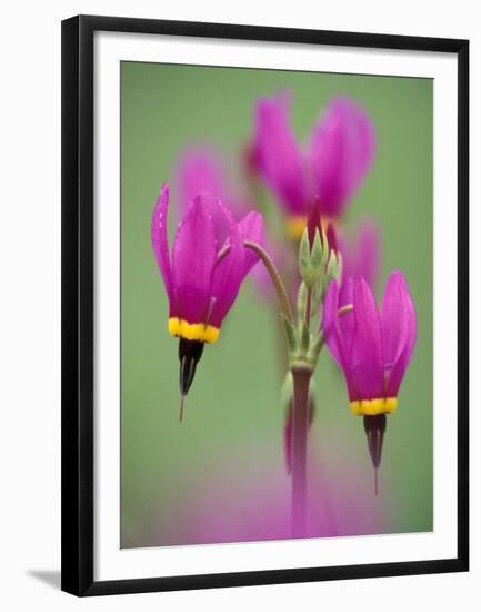 Shooting Star in Columbia Gorge, Oregon, USA-Darrell Gulin-Framed Premium Photographic Print