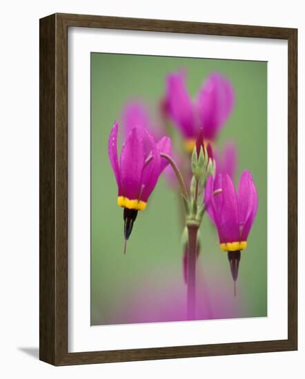 Shooting Star in Columbia Gorge, Oregon, USA-Darrell Gulin-Framed Photographic Print