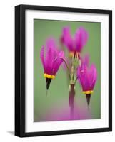 Shooting Star in Columbia Gorge, Oregon, USA-Darrell Gulin-Framed Photographic Print