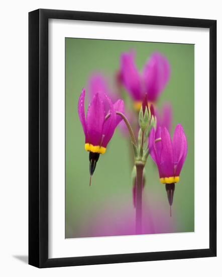 Shooting Star in Columbia Gorge, Oregon, USA-Darrell Gulin-Framed Photographic Print