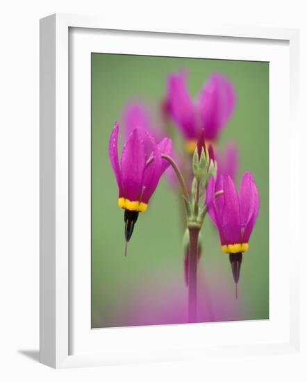 Shooting Star in Columbia Gorge, Oregon, USA-Darrell Gulin-Framed Photographic Print