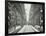 Shop Windows, Looking South from Cheapside, London, May 1912-null-Framed Photographic Print