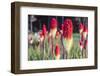 Shore Acres State Park, Oregon, USA. Red hot poker flowers on the Oregon coast.-Emily Wilson-Framed Photographic Print