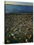 Shore at sunset, Chesapeake Bay, Virginia, USA-Charles Gurche-Stretched Canvas