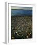 Shore at sunset, Chesapeake Bay, Virginia, USA-Charles Gurche-Framed Photographic Print