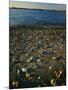 Shore at sunset, Chesapeake Bay, Virginia, USA-Charles Gurche-Mounted Photographic Print